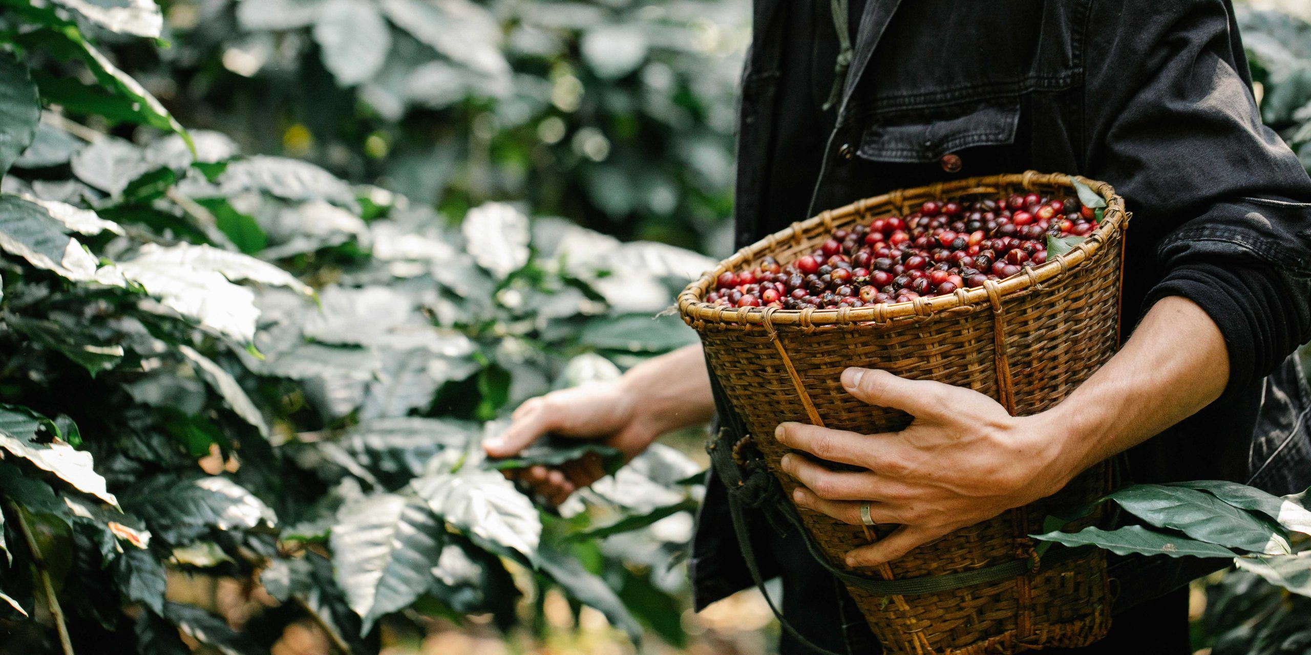 café ecológico