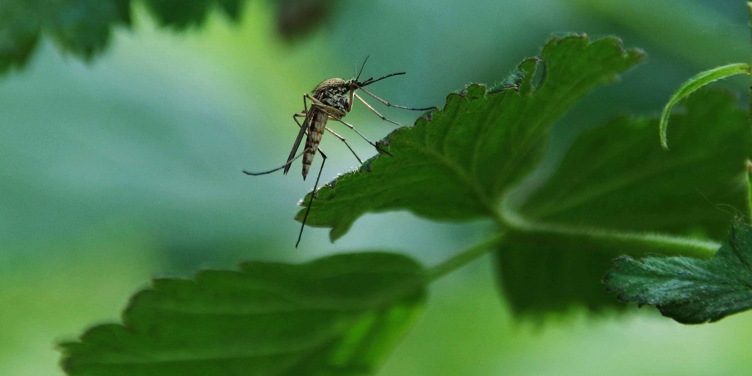 aliviar picadura de mosquito